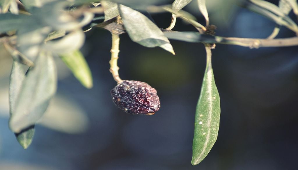 Sans eau, impossible pour le fruit de se développer Sans eau, impossible pour le fruit de se développer