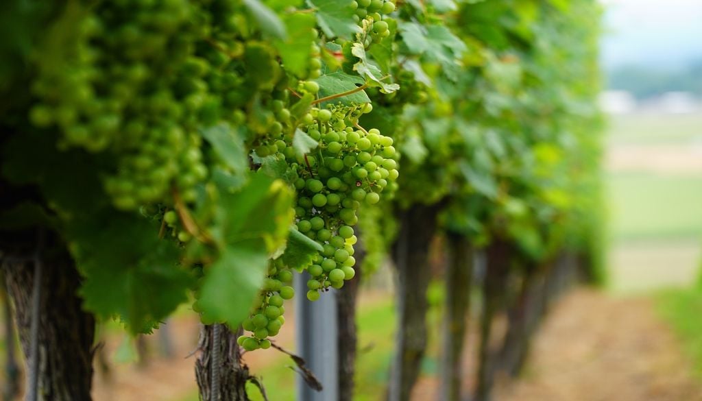 La vigne aussi est en danger La vigne aussi est en danger