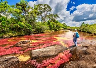 Caño Cristales, el “río de los cinco colores”: aguas cristalinas, cascadas y plantas de múltiples colores