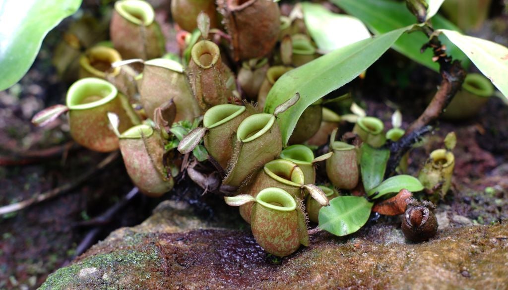 Los suelos húmedos son clave para las plantas carnívoras