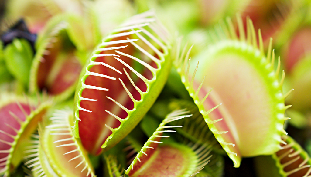 El mundo de las plantas carnívoras nunca deja de sorprender