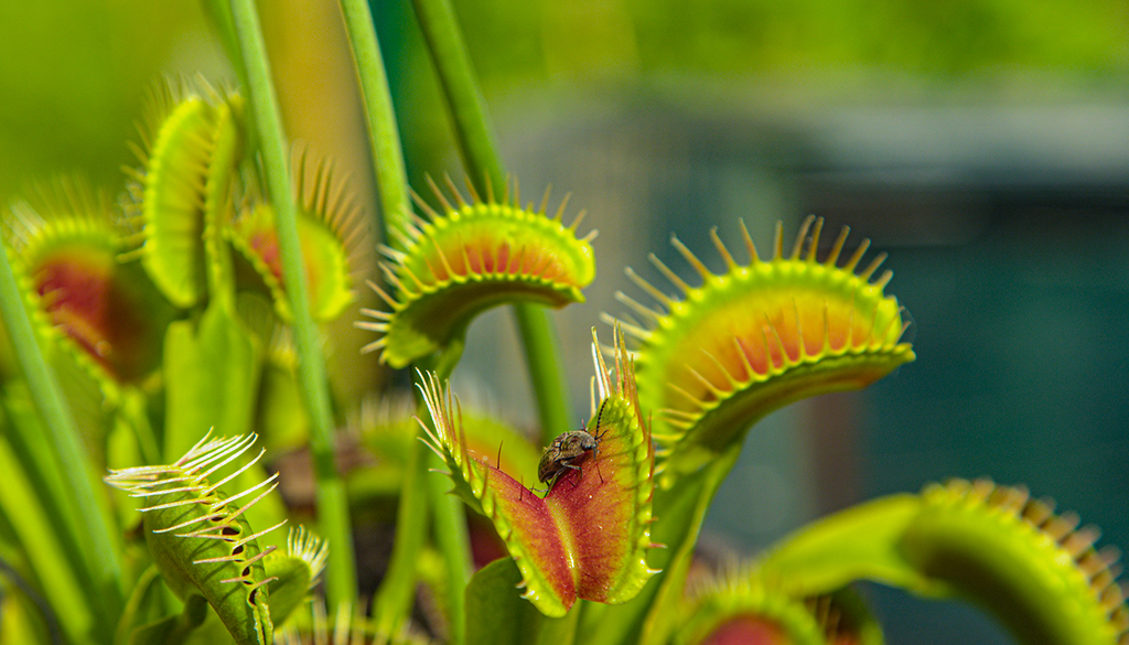 Dionaeas, una planta carnívora con un sistema fascinante.