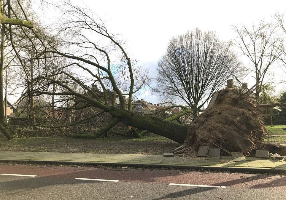 Viento Holanda Viento Holanda