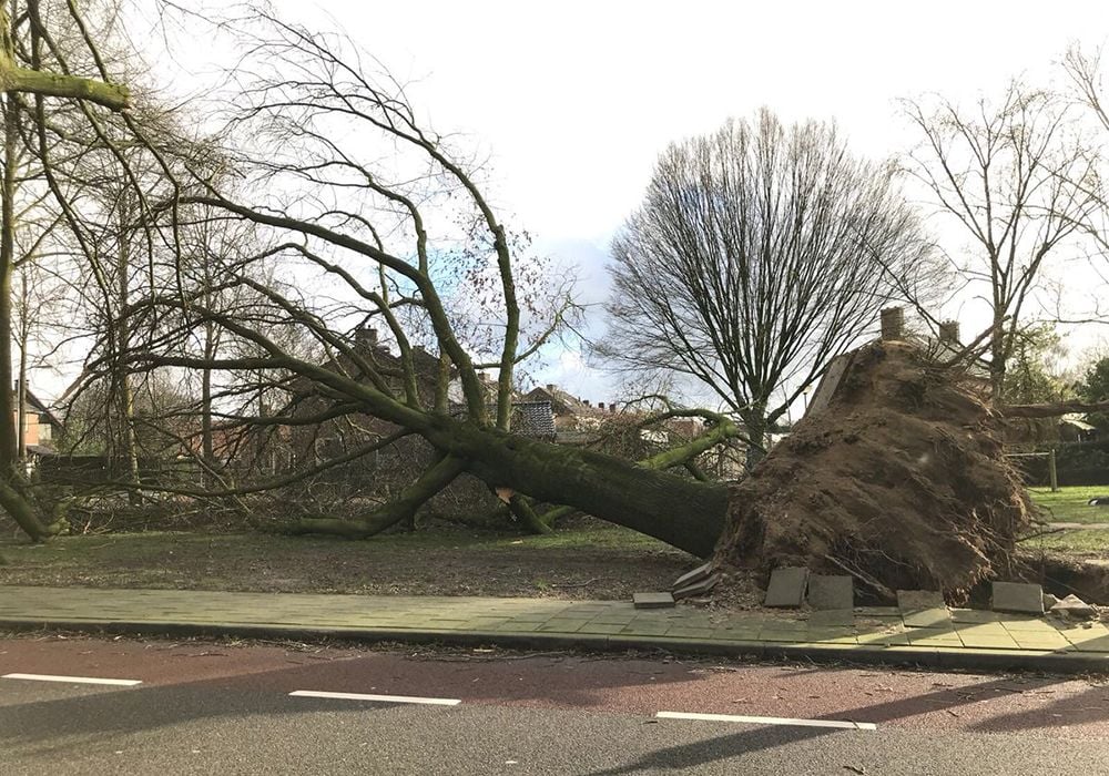 Viento Holanda