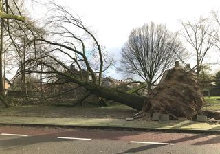 Caos en los Países Bajos por la borrasca Friederike, ¡rachas de 140km/h!