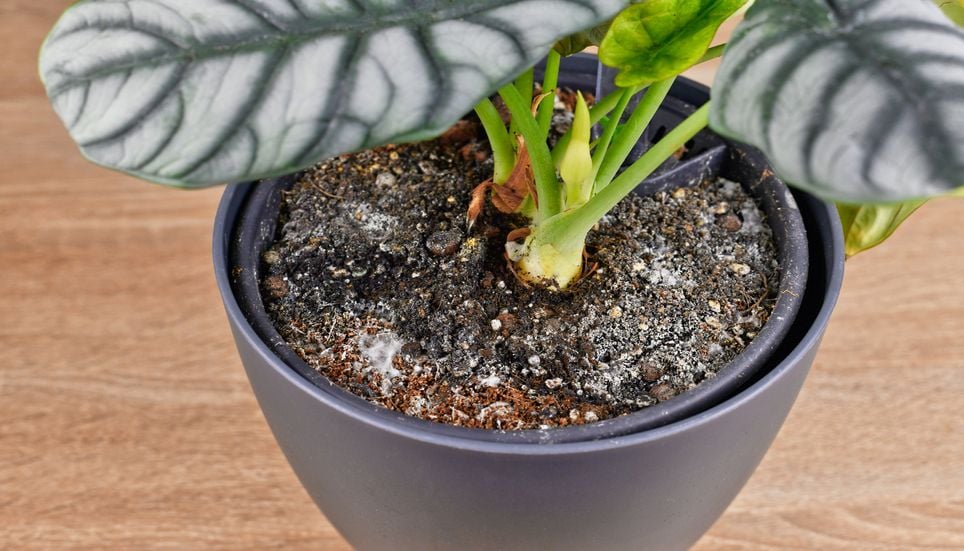 Le terreau des plantes en pot peut présenter des signes d’accumulation de sels minéraux ou de moisissures.