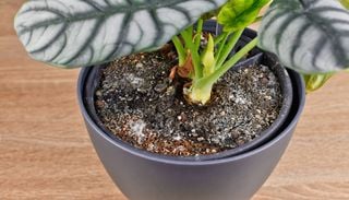 Capa blanca en la tierra de la maceta: c&oacute;mo saber si son sales o moho