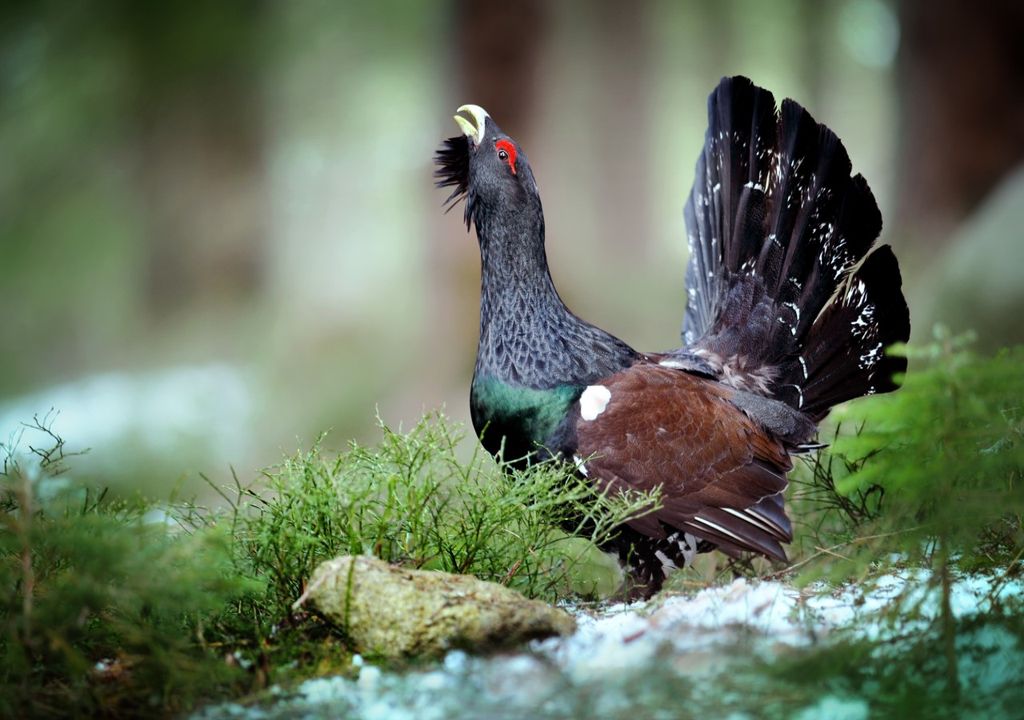 Capercaillie