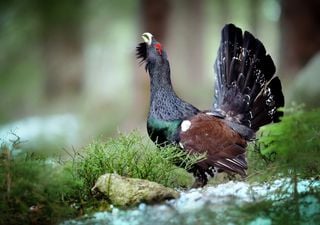 Capercaillie numbers reach critical levels, as species faces UK extinction