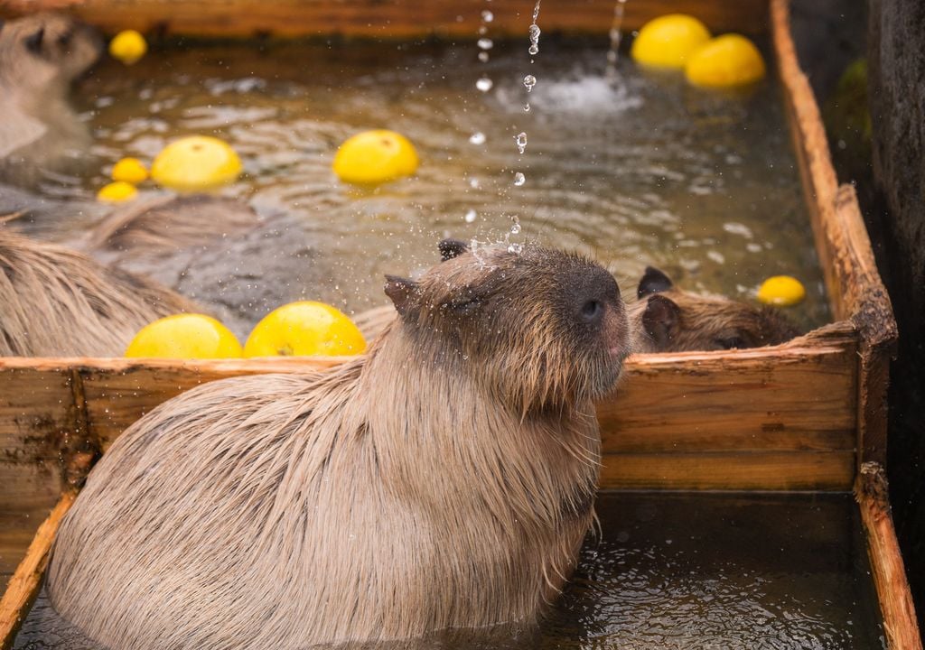 capibara