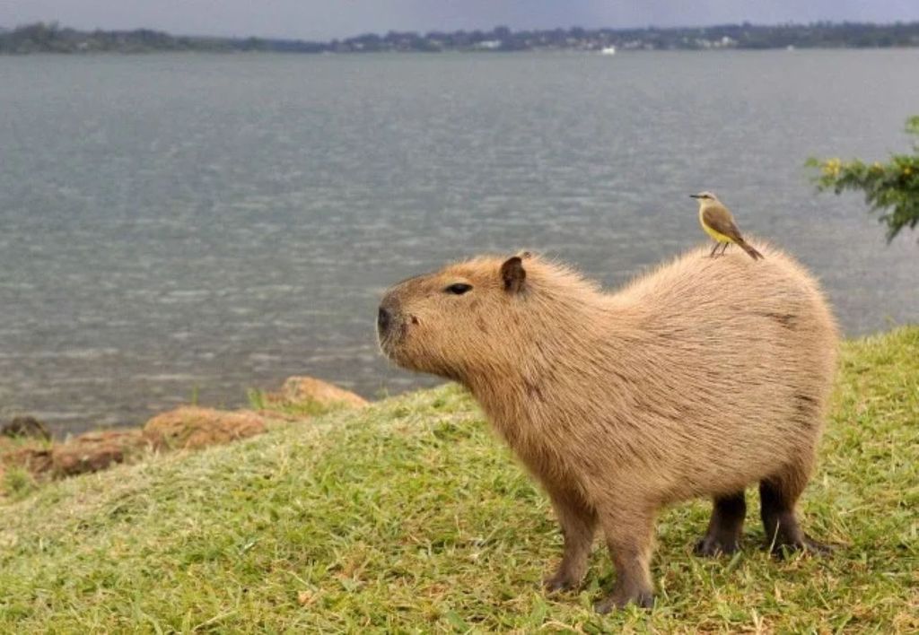 Capivara com bem-te-vi nas costas - (crédito: Minervino Júnior/CB) Capivara com bem-te-vi nas costas - (crédito: Minervino Júnior/CB)