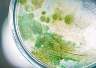 Científicos producen bioplástico con cianobacteria que captura CO2