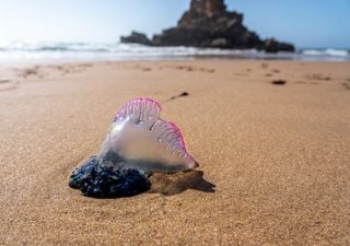 La Guardia Civil alerta de carabelas portuguesas en el País Vasco: estas 2 playas de San Sebastián son las más afectadas