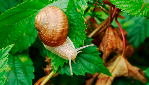 Caracoles en el jard&iacute;n tras la lluvia: el remedio casero con guindilla y otras alternativas que funcionan