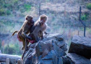 Característica antiga dos primatas pode fazer sentido na forma evolutiva dos humanos