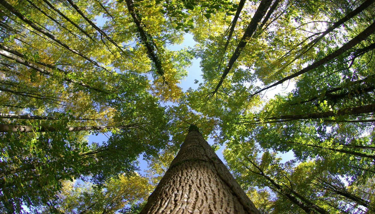 Pur essendo dei serbatoi di carbonio, le foreste immagazzinano comunque meno CO₂ se sono state ripiantate dall'uomo.