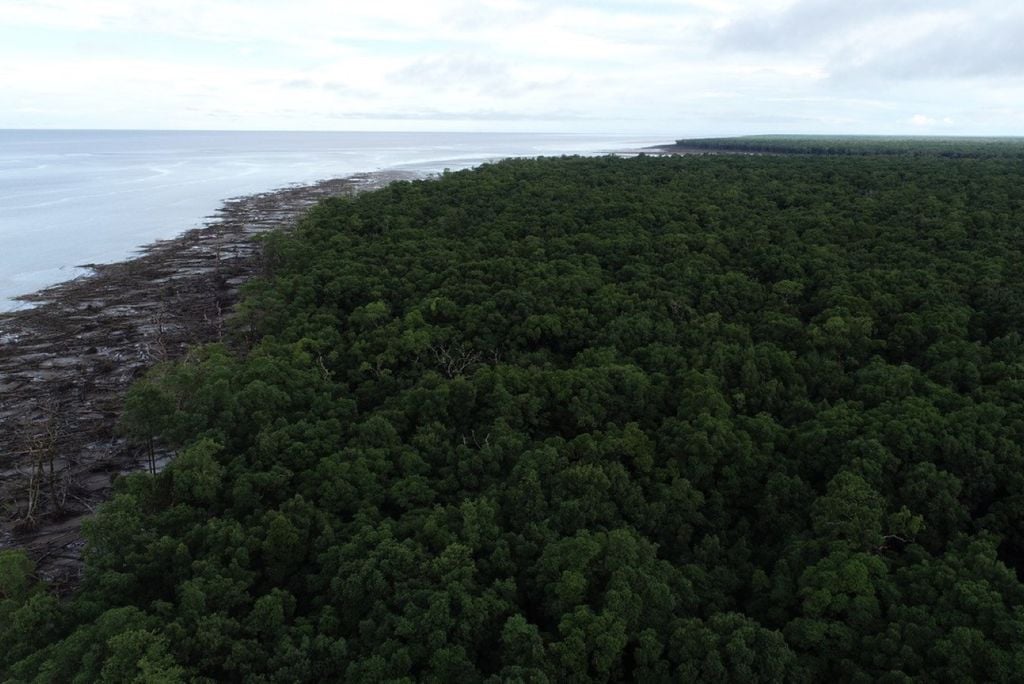 Pesquisa revela que a preservação de manguezais pode contribuir para o enfrentamento à crise climática Pesquisa revela que a preservação de manguezais pode contribuir para o enfrentamento à crise climática. Crédito: National Geographic/Pablo Albarenga