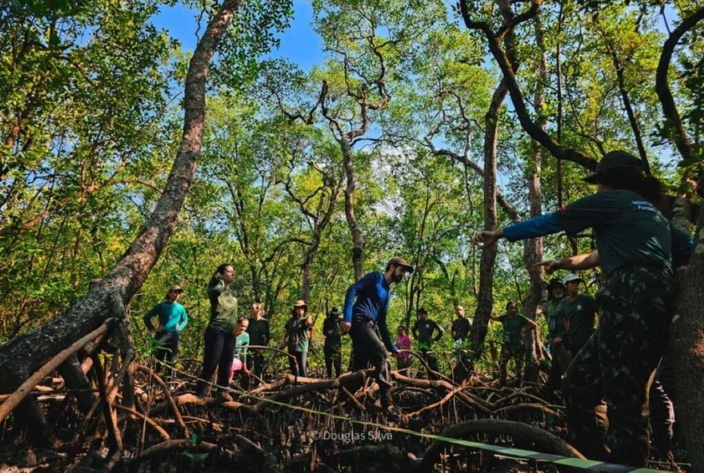 Manguezais são sumidouros de carbono vitais, mas sofrem degradação. Manguezais são sumidouros de carbono vitais, mas sofrem degradação. Crédito: CCarbon USP