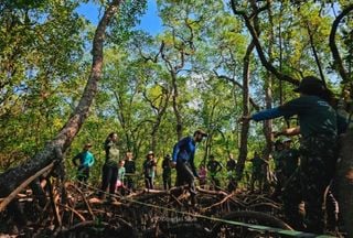 Carbono azul: porque proteger manguezais pode frear a crise clim&aacute;tica