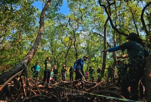 Carbono azul: porque proteger manguezais pode frear a crise clim&aacute;tica