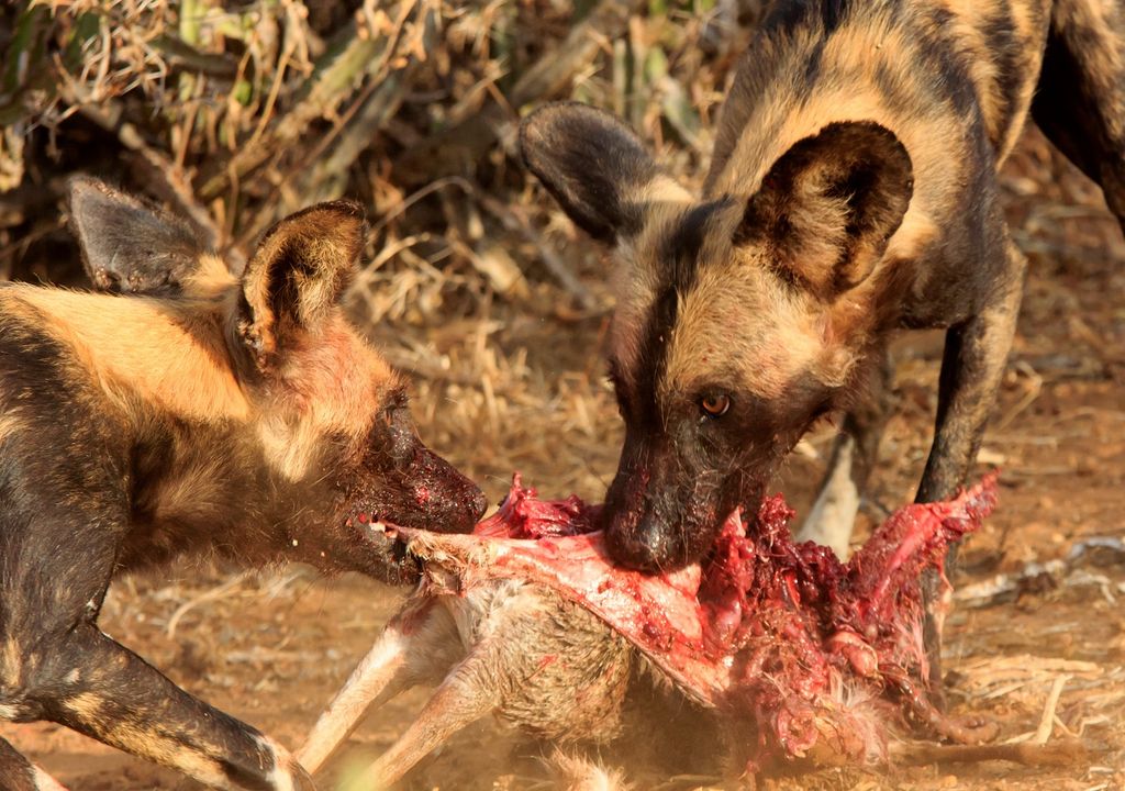 Perro salvaje africano, caza, presa, alimento Perro salvaje africano, caza, presa, alimento