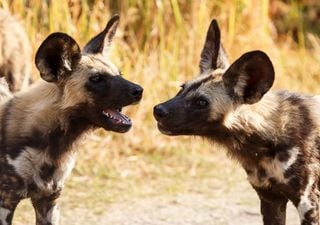 Carnívoro africano retrasa su reproducción para adaptarse al clima