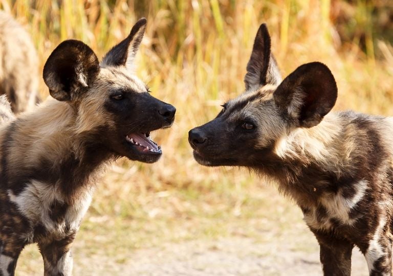 los perros salvajes africanos se aparean de por vida