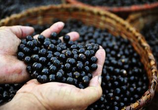 Caroço do açaí: o aliado no combate da obesidade e do diabetes, segundo cientistas