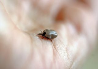 Carrapatos preferem sangue humano conforme a mudança do clima