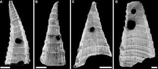 Fossil study reveals oldest known evolutionary 'arms race', more than 500 million years ago