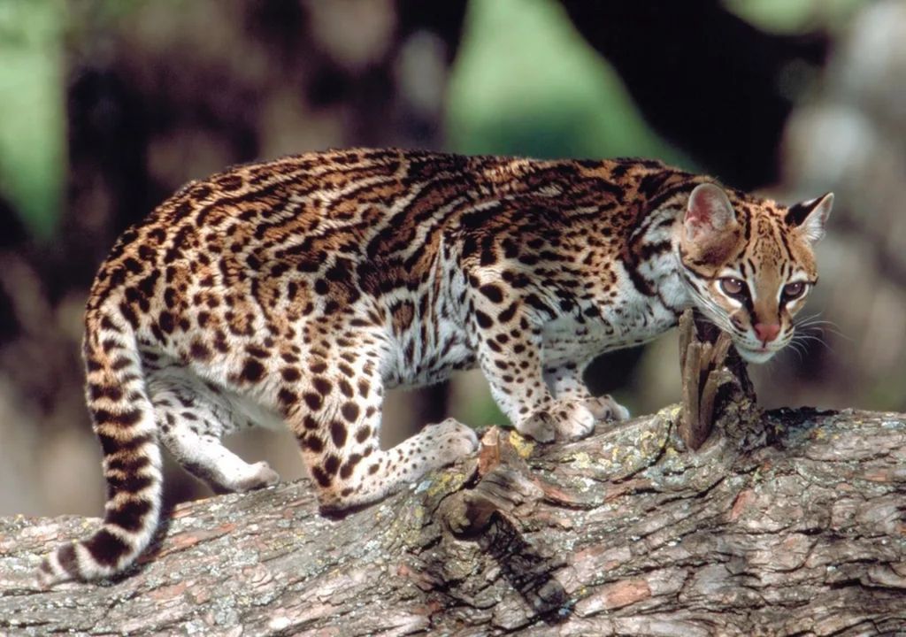 ocelote