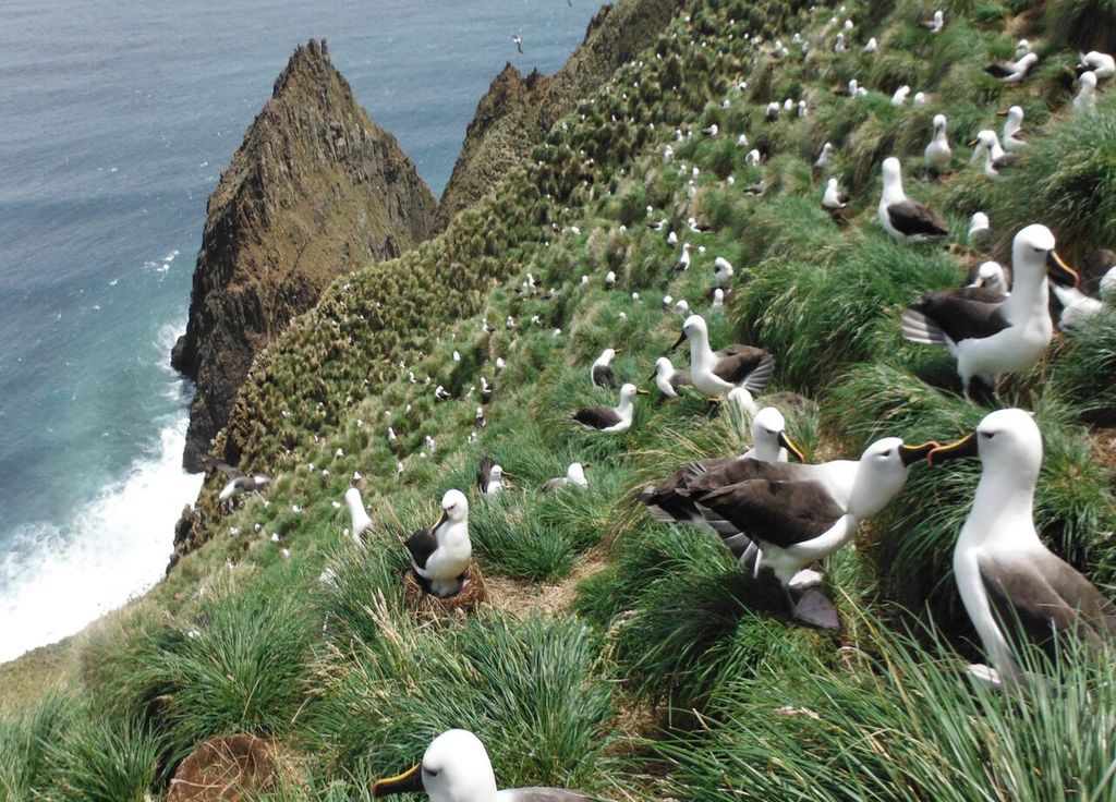 Colonie d’Albatros à bec jaune de l’océan indien sur les falaises d’Entrecasteaux ©Thierry Boulinier IPEV