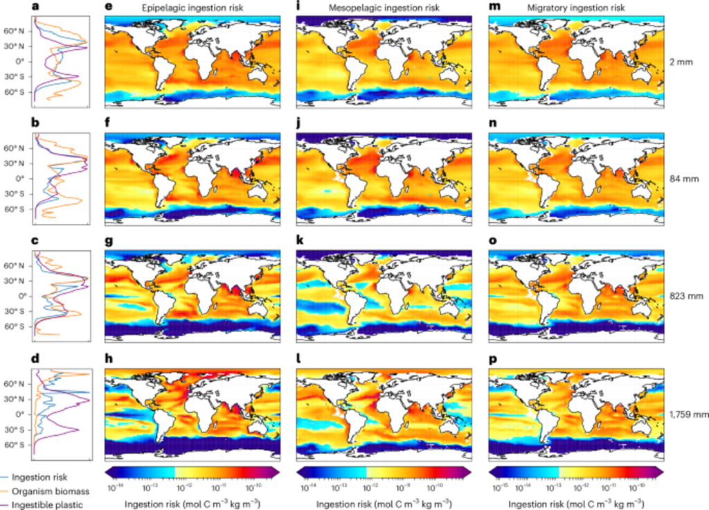 Risco global de ingestão de plástico por organismos marinhos. (a-d) Perfis que mostram a biomassa dos organismos (laranja), a concentração de plástico ingerível (violeta) e o risco de ingestão resultante (azul). (e-p) Mapas do risco global de ingestão em três estratos ecológicos: epipelágico (e-h), mesopelágico (i-l) e migraurs verticaux (m-p), para diferentes classes de tamanho corporal (2 mm, 84 mm, 823 mm e 1 759 mm). O nível de cor indica o risco (mol C m-³ kg m-³), do mais baixo (azul) ao mais alto (vermelho). Zhang, Z., Wu, P., Wang, X. et al. Risco global de ingestão de plástico por organismos marinhos. (a-d) Perfis que mostram a biomassa dos organismos (laranja), a concentração de plástico ingerível (violeta) e o risco de ingestão resultante (azul). (e-p) Mapas do risco global de ingestão em três estratos ecológicos: epipelágico (e-h), mesopelágico (i-l) e migraurs verticaux (m-p), para diferentes classes de tamanho corporal (2 mm, 84 mm, 823 mm e 1 759 mm). O nível de cor indica o risco (mol C m-³ kg m-³), do mais baixo (azul) ao mais alto (vermelho). Zhang, Z., Wu, P., Wang, X. et al.