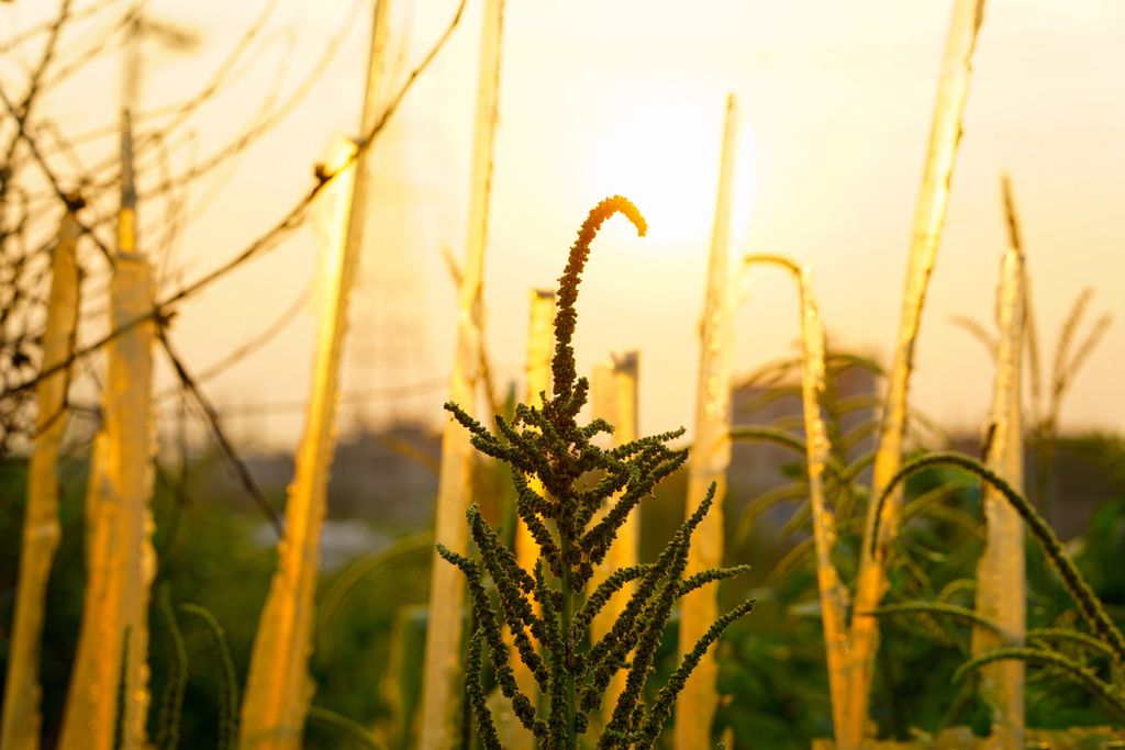 praga, RS, Uruguay O caruru-gigante é uma planta daninha altamente invasiva, capaz de crescer rapidamente e competir por luz, água e nutrientes nas lavouras.