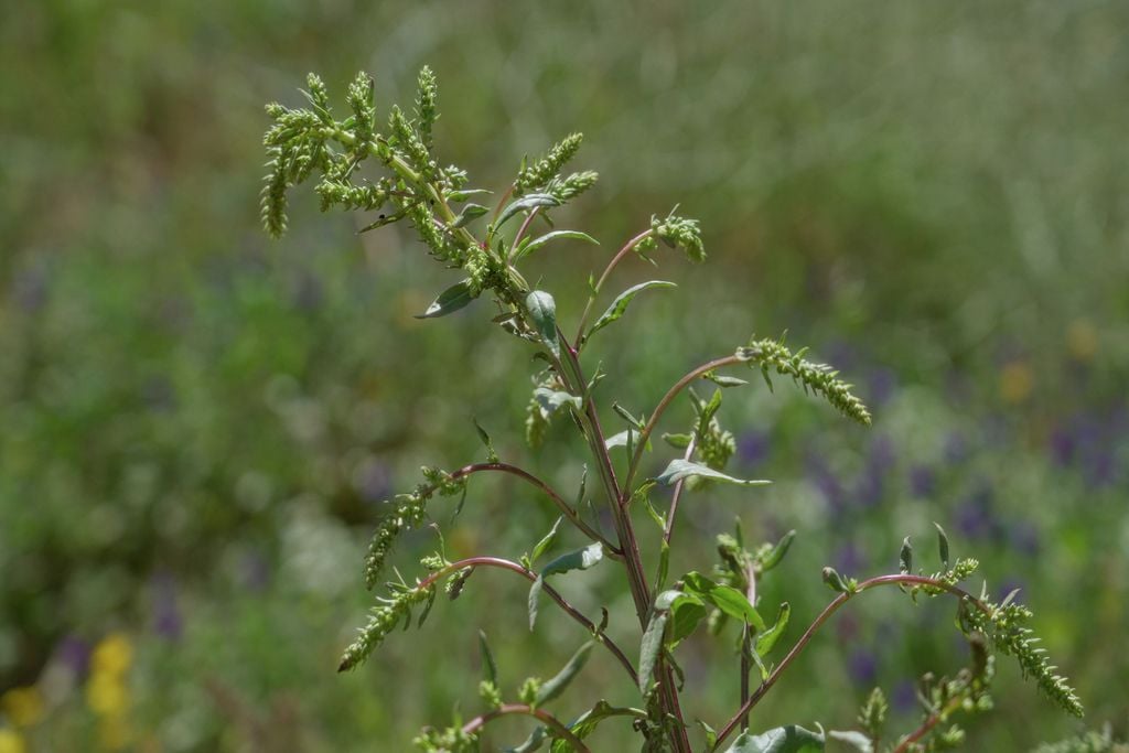 Caruru, praga, quarentenaria A presença do caruru-gigante nas áreas agrícolas pode causar perdas expressivas de produtividade e aumentar os custos de manejo no campo.