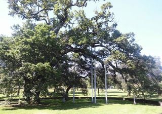 Carvalho de Calvos: o último sobrevivente de uma floresta extinta que está de pé há mais de 500 anos