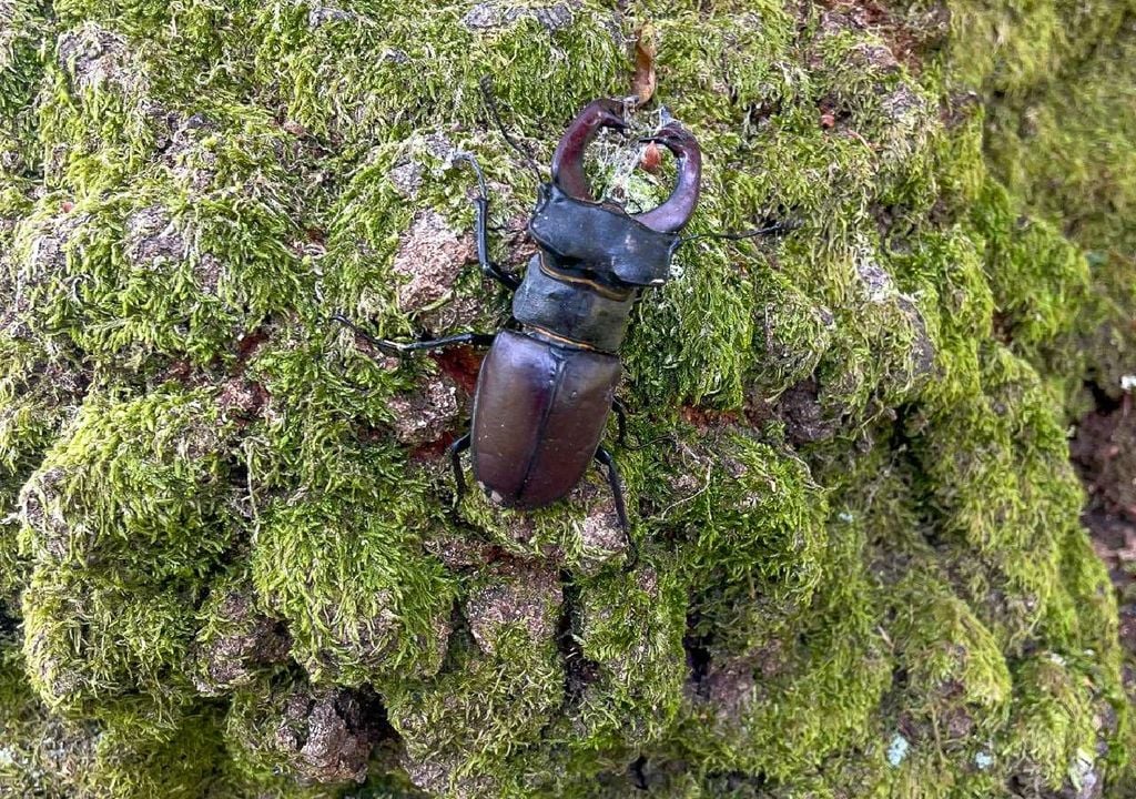 vaca-loura (Lucanus cervus), o maior escaravelho da Europa vaca-loura (Lucanus cervus), o maior escaravelho da Europa