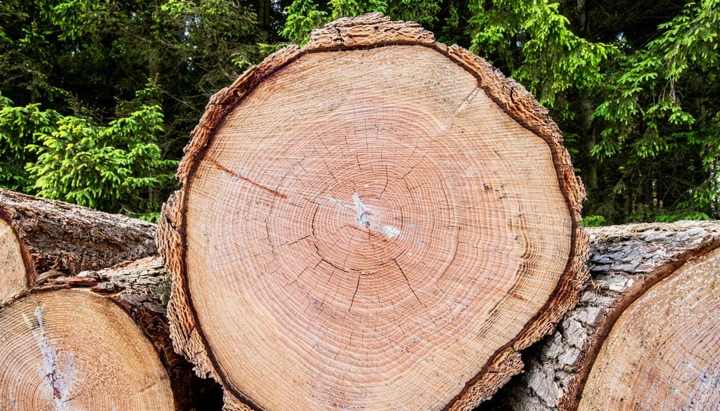 El pino oregón crece naturalmente desde Columbia Británica en Canadá hasta California en Estados Unidos.