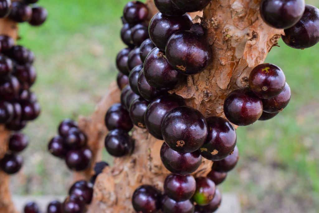 Jabuticaba, Brasil Jabuticaba, Brasil