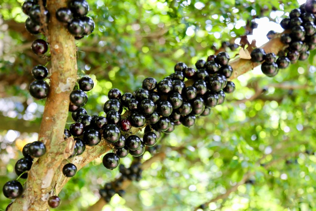 Jabuticaba, glicemia, colesterol Jabuticaba, glicemia, colesterol