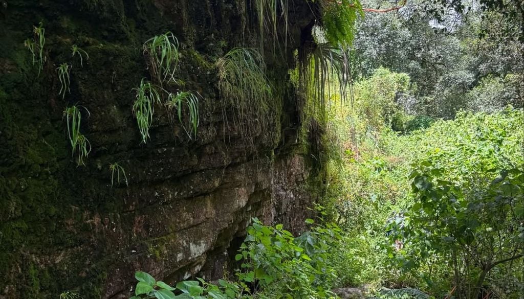 Inmersión en las Yungas: una experiencia imperdible para romper con el estereotipo de que Jujuy es solo cerros de colores y aridez.