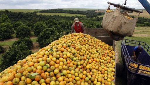 Cascas de laranja transformam &aacute;rea degradada em floresta tropical na Costa Rica