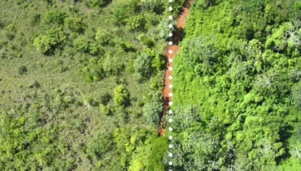 Área à direita, que recebeu as cascas de laranja, se regenerou e virou uma floresta tropical depois de alguns anos. Crédito: Tim Treuer/Universidade de Princeton