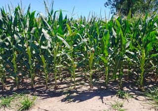 Casi 40 mm en zonas clave: por qu&eacute; las lluvias de fin de a&ntilde;o redefinen la campa&ntilde;a gruesa