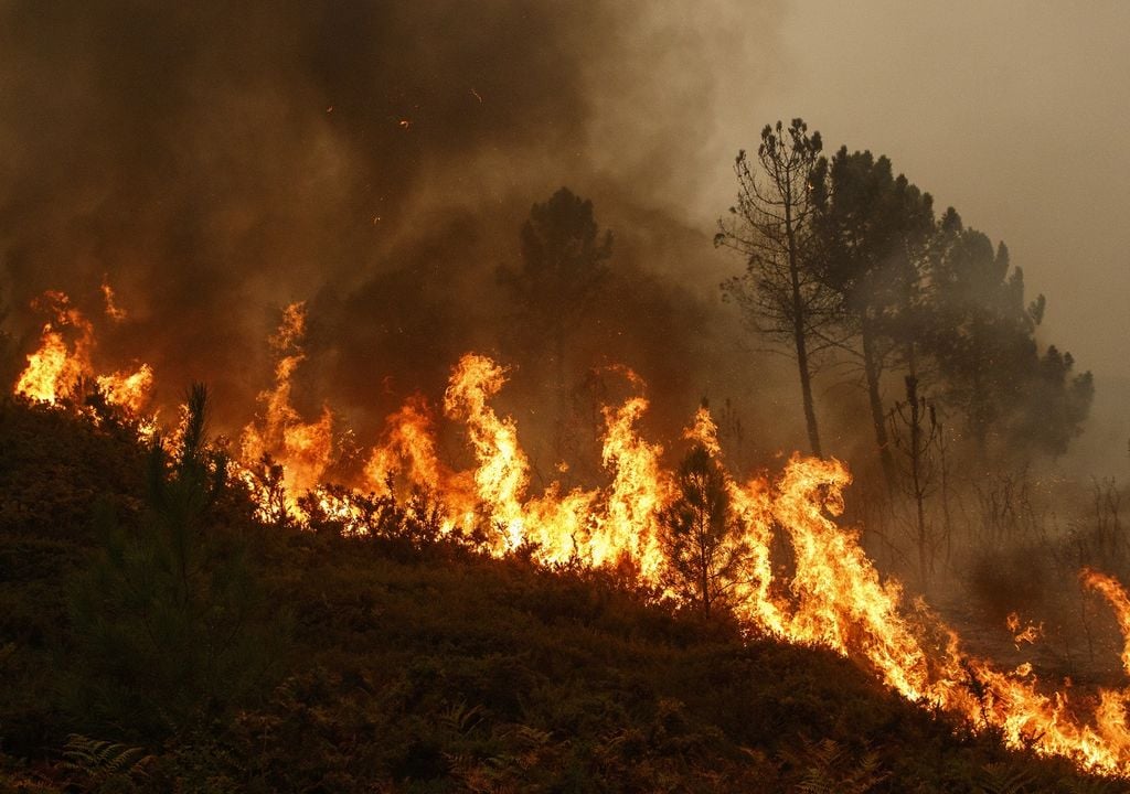 Ladera de un cerro quemada por el fuego