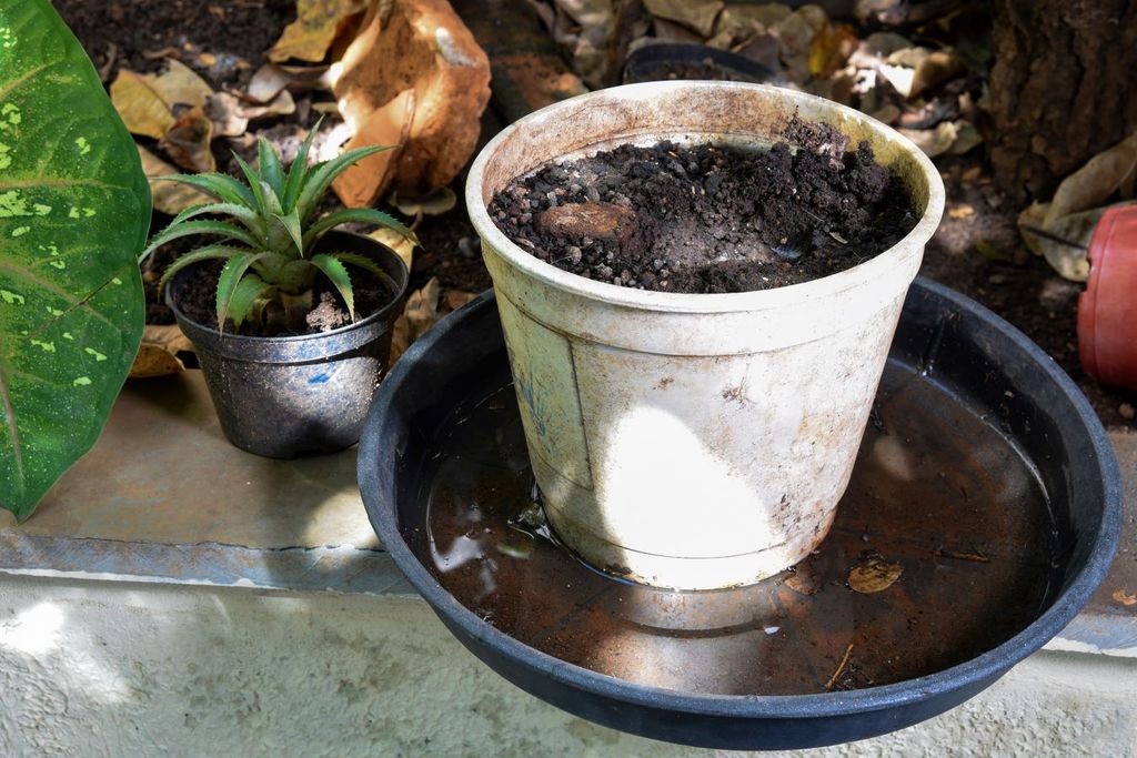 El agua limpia es el principal caldo de cultivo del mosquito transmisor del dengue. El agua limpia es el principal caldo de cultivo del mosquito transmisor del dengue.