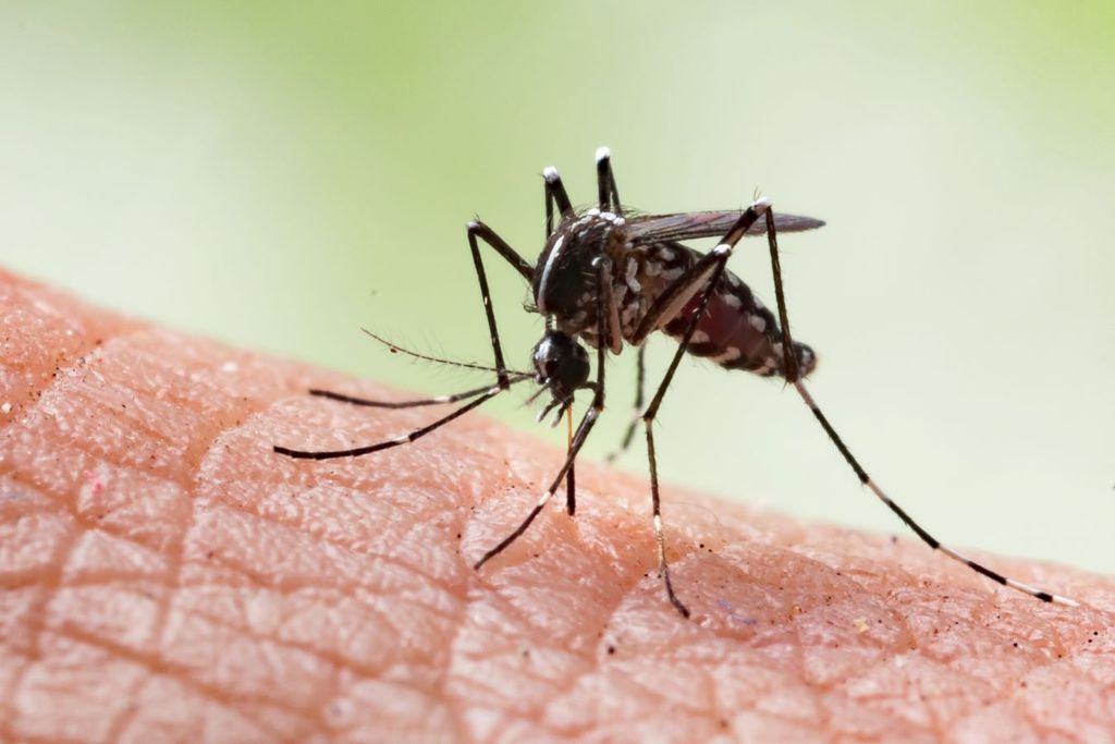 Casos de dengue al alza en Latinoamérica, llaman a combatir al super mosco