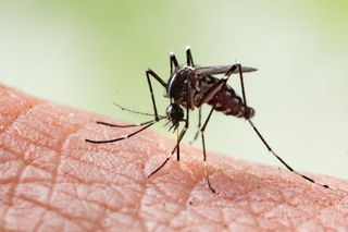 Infección vírica del dengue: los casos van al alza en territorio mexicano, recuerda tomar mediada preventivas