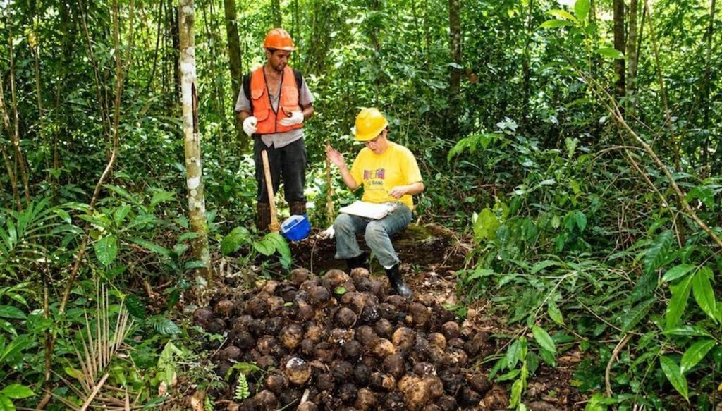Produtores são orientados quanto a cuidados desde a coleta até o transporte, lavagem, seleção, pré-secagem e armazenamento das castanhas. Foto: Lucia Wadt ... - Veja mais em https://portalamazonia.com/economia/castanha-indigenas-rondonia-psa/ Produtores são orientados quanto a cuidados desde a coleta até o transporte, lavagem, seleção, pré-secagem e armazenamento das castanhas. Crédito: Lucia Wadt
