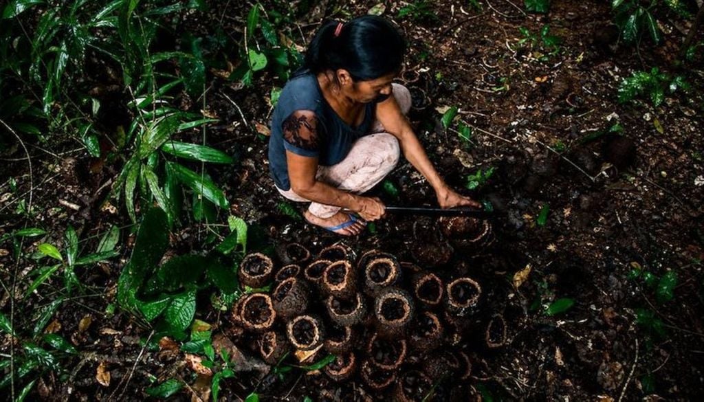Os resultados demonstram a importância da integração entre pesquisa, conhecimento tradicional, organização social e mercado. Foto: Joze Medeiros ... - Veja mais em https://portalamazonia.com/economia/castanha-indigenas-rondonia-psa/ Os resultados demonstram a importância da integração entre pesquisa, conhecimento tradicional, organização social e mercado. Crédito: Joze Medeiros